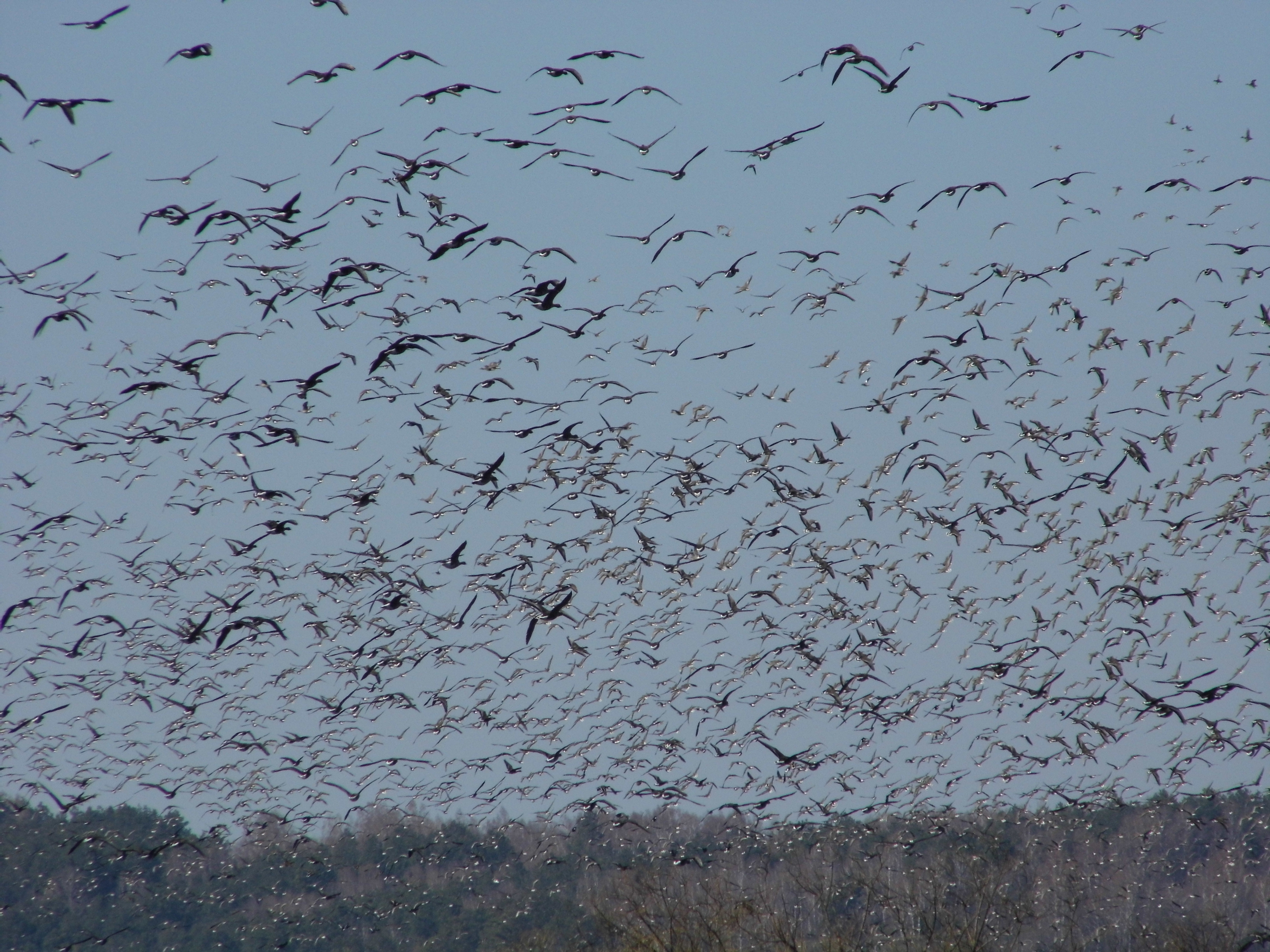 Migrating geese.